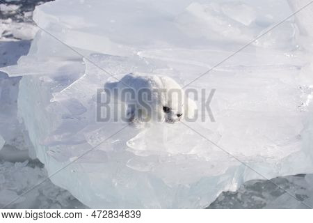 A Toy Baby Baikal Seal On Lake Baikal Ice. The Lake Baikal Seal Or Nerpa Pusa Sibirica Is A Species