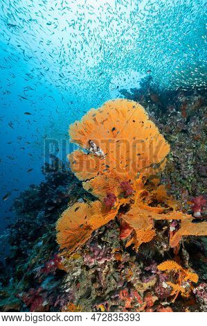 Giant Branching Gorgonian Sea Fan Coral (seafan) With Colorful Soft Coral Reef And School Of Fish At