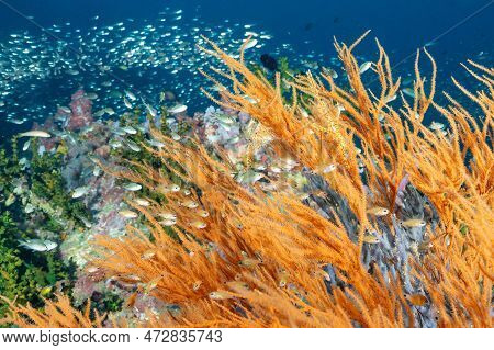 Two Ghost Pipefish In Orange Gorgonian Coral With School Of Fish Surrounded. Marine Life And Underwa