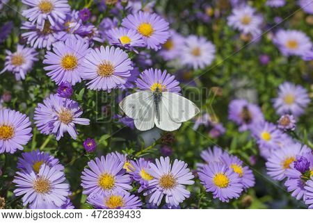 White Cabbage Butterfly On The Bush Of Chrysanthemum Flowers Gatering Neactar