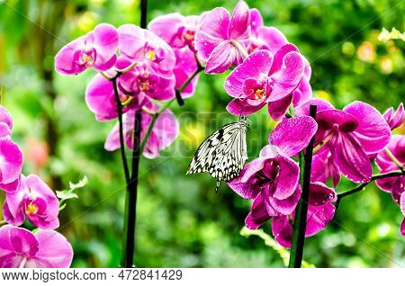 Beautiful Butterfly Idea Leuconoe On The Green Leaves Of The Garden. Lepidoptera.