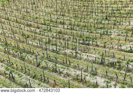 Aerial Of Vineyard In Spring With Growing Vine Prages In Ruedesheim