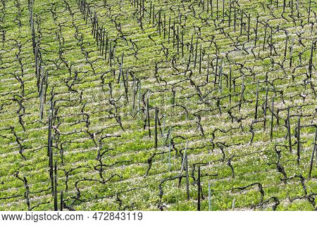 Aerial Of Vineyard In Spring With Growing Vine Prages In Ruedesheim