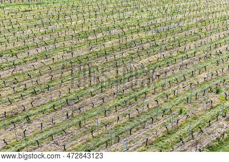 Aerial Of Vineyard In Spring With Growing Vine Prages In Ruedesheim