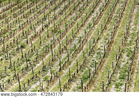Aerial Of Vineyard In Spring With Growing Vine Prages In Ruedesheim