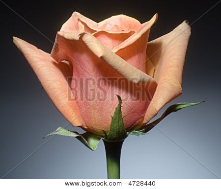 Nagy Rose 2