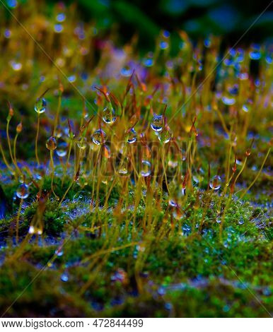 Moss Under Macro Shoting Looks Fabulous And Magical