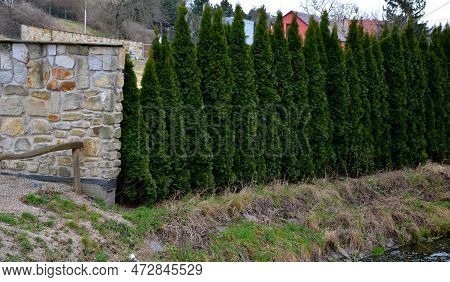 Miniature, Irregular Upright Selection Of Eastern Arborvitae That Often Grows With Multiple Leaders.