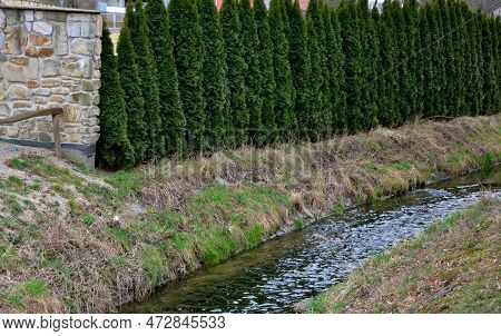 Miniature, Irregular Upright Selection Of Eastern Arborvitae That Often Grows With Multiple Leaders.
