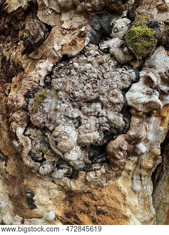 Tree Disease. Closeup Of Old Deformed Oak Leaf Tree Trunk With Tubers, Knots And Bumps.