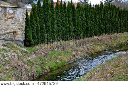 Miniature, Irregular Upright Selection Of Eastern Arborvitae That Often Grows With Multiple Leaders.