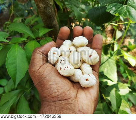 A Farmer Holding Ready To Eate Phool Makhana Or Fox Nuts