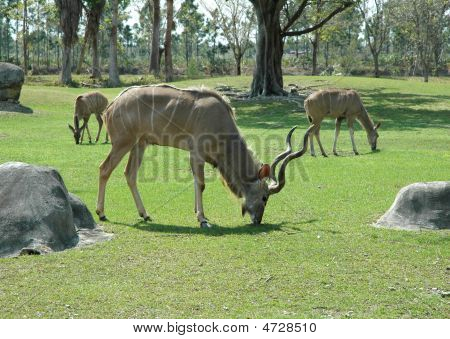 Caraboo Grazing