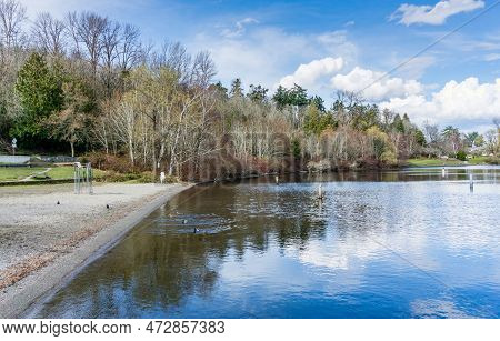 Trres Along Lake Washington In Seattle. It Is Early Spring.