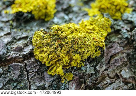 Yellow Foliose Lichen Xanthoria Parietina On The Bark Of A Garden Fruit Tree. Macro. Limited Depth O
