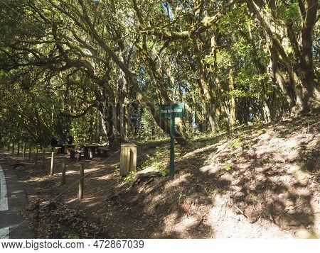 Picnic Area Next To Road At Raso De La Bruma Part Of Laurisilva Forest With Mossy Laurel Trees. Gara