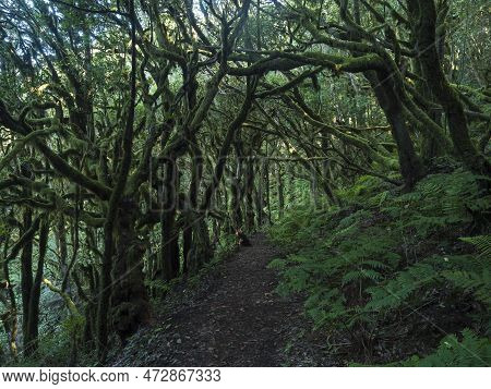 Narrow Footpatge Through Dense Laurisilva Forest With Twisted Mossy Laurel And Erica Arborea Trees A