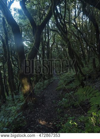 Narrow Footpatge Through Dense Laurisilva Forest With Twisted Mossy Laurel And Erica Arborea Trees A