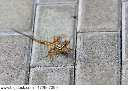 Basilisk Lizard Outdoor. Basilisk Lizard Outside. Basilisk Lizard In Nature. Photo Of Basilisk