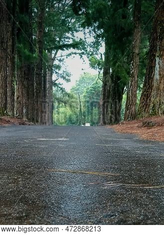 Disolate Path In Pine Forest Wagamon ,kerala