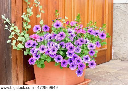 Varieties Of Hanging Petunias Or  Surfinias Flowers In The Pot