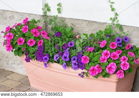 Varieties Of Hanging Petunias And Verbenas In The Pot