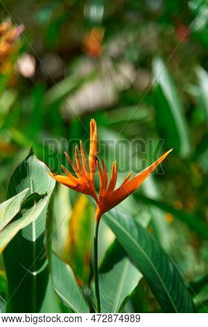Exotic Flowers Of The Herb Hellconia Psittacorum In The Garden.