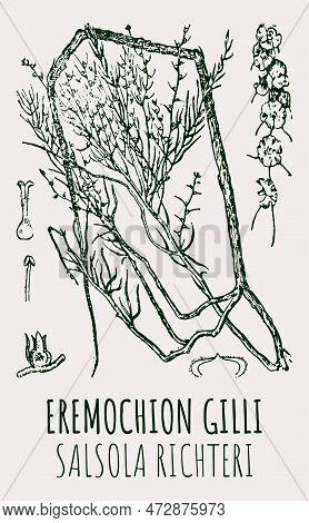Drawings Of Eremochion Gilli. Hand Drawn Illustration. Latin Name Salsola Richteri.