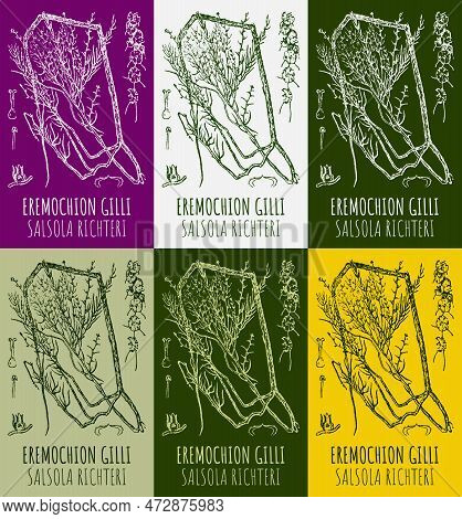 Set Of Drawings Eremochion Gilli In Different Colors. Hand Drawn Illustration. Latin Name Salsola Ri