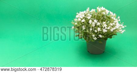 Banner White Bellflower, Campanula Carpatica White Clips Or Carpathian Bellflower In Green Pot On Bl