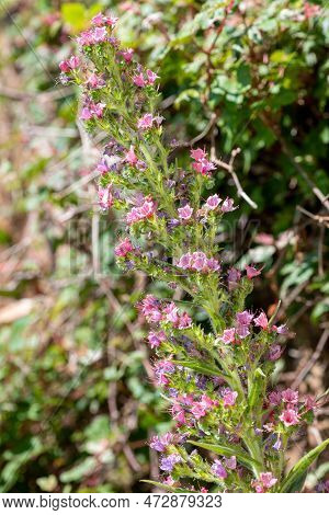 Giant Vipers Bugloss (echium Pininana) Flowers