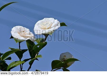 White Camellia Japonica Flowers. Theaceae Evergreen Shrub. Flowering Season Is From February To Apri