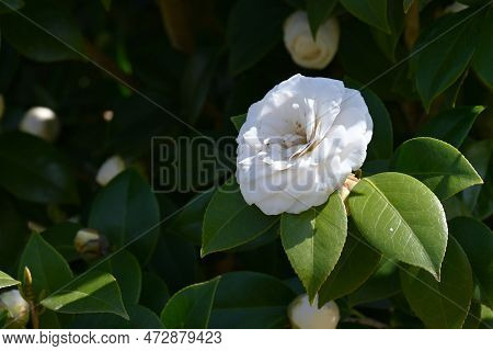 White Camellia Japonica Flowers. Theaceae Evergreen Shrub. Flowering Season Is From February To Apri