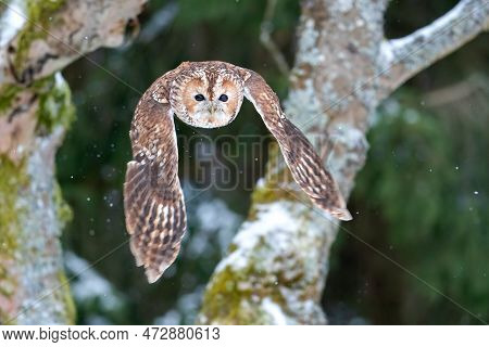 Tawny Owl Flying In The Winter Forest. Wild Nature Photo. Closeup Flying Owl From A Front View In Eu