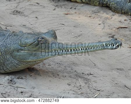 A Captive Indian Gharial In Tampa, Florida