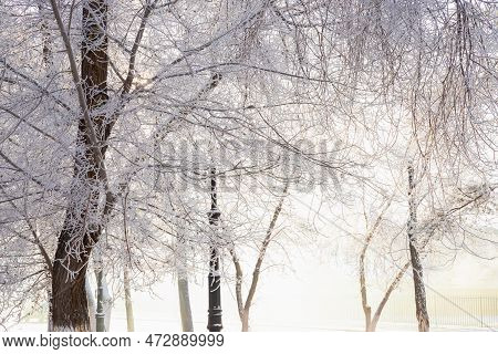 Frost Tree Branches, Rime Ice Snow Forest, Fog And Sun Rays. Winter Landscape