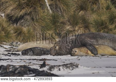 Southern Elephant Seals (mirounga Leonina) Mating On A Sandy Beach On Sealion Island In The Falkland