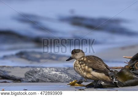 Crested Duck (lophonetta Specularioides Specularioides) Drinking From A Pool Of Water On A Beach On 