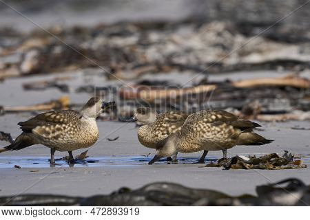 Crested Duck (lophonetta Specularioides Specularioides) Drinking From A Pool Of Water On A Beach On 