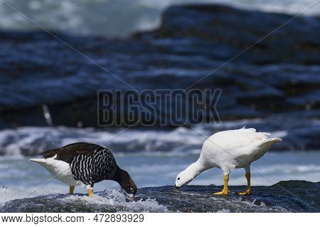 Pair Of Kelp Geese (chloephaga Hybrida Malvinarum) On The Rocky Coast Of Sea Lion Island In The Falk