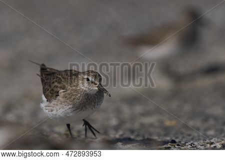 White-rumped Sandpiper (calidris Fuscicollis) Searching For Food Along The Coast Of Sea Lion Island 