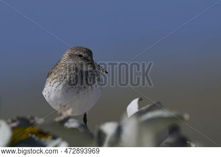 White-rumped Sandpiper (calidris Fuscicollis) Searching For Food Along The Coast Of Sea Lion Island 