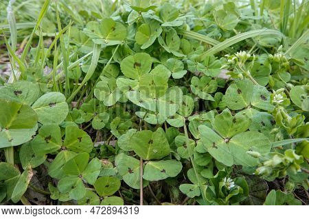 Natural Closeup On The Spotted Leaf Of A Burclover, Medicago Arabica, In The Field