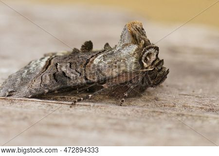 Detailed Closeup On A Spectacle Owlet Moth,abrostola Tripartita, Sitting On Wood