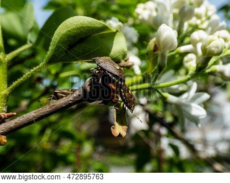 Close-up Shot Of A Couple Of The Adult Sloe Bugs Or Hairy Shieldbugs (dolycoris Baccarum) Mating On 