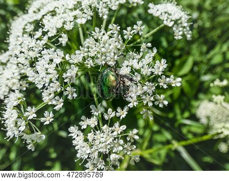 Macro Shot Of A Metallic Rose Chafer Or The Green Rose Chafer (cetonia Aurata) Crawling On A White F