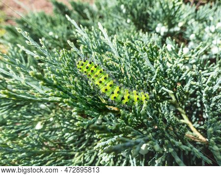 Macro Shot Of The Larva Or Caterpillar Of The Small Emperor Moth (saturnia Pavonia) - Green With Bla