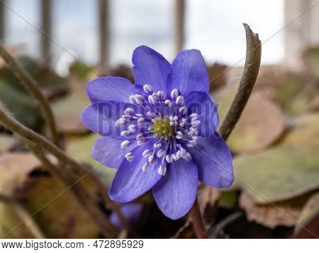 Beautiful Macro Shot Of A First Single Wildflower Large Blue Hepatica (hepatica Transsilvanica) Star