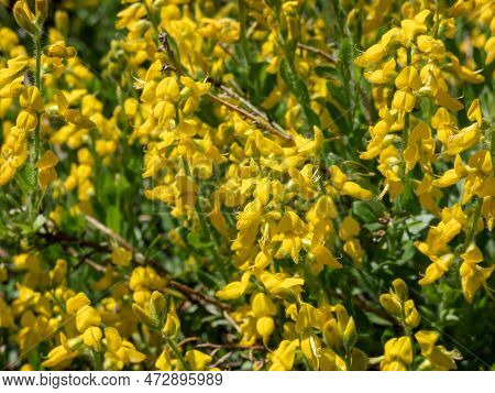 The German Greenweed (genista Germanica) Growing In The Park And Blooming With Yellow Flowers, That 