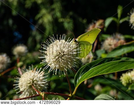 The Common Brimstone (gonepteryx Rhamni) On The Buttonbush, Button-willow Or Honey-bells (cephalanth